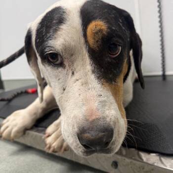 Roo -  Basset Hound and Mixed Breed Dog for Adoption in Abilene, Texas - Roo | PetCurious