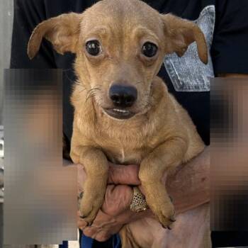 Hank* -  Chihuahua Dog for Adoption in San Gabriel, California - Hank* | PetCurious