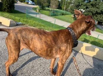 Ruby Tuesday -  Pit Bull Terrier and Labrador Retriever Dog for Adoption in Bloomington, Indiana - Ruby Tuesday | PetCurious
