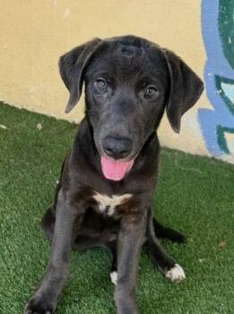 Fiona -  Mastiff and Labrador Retriever Dog for Adoption in Oakland Park, Florida - Fiona | PetCurious