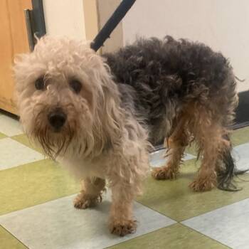 Rescue Mixed Breed Dogs for Adoption in Philadelphia, Pennsylvania - Fonzy | PetCurious