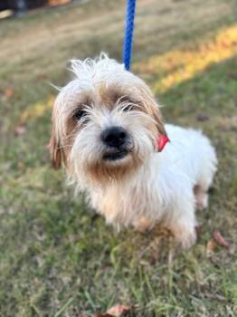 Rescue Wirehaired Terrier and Shih Tzu Dogs for Adoption in Aiken, South Carolina - Bennie | PetCurious