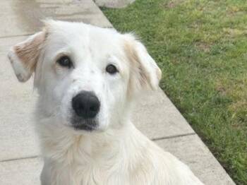 Mixed Breed Dogs Available for Adoption in Georgetown, Texas - Daisy | PetCurious