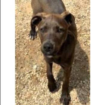 Squirt -  Mixed Breed Dog for Adoption - Squirt | PetCurious