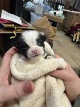 Chihuahua Dogs Available for Adoption - Sawyer | PetCurious