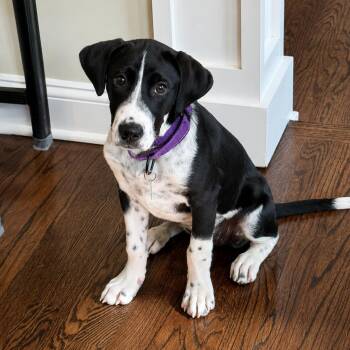Toffee -  Labrador Retriever and Pointer Dog for Adoption in Chatham, New Jersey - Toffee | PetCurious