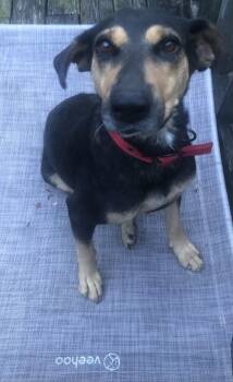 Rescue Mixed Breed Dogs for Adoption in Waynesboro, Tennessee - Shirley | PetCurious