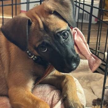 Rescue Boxer Dogs for Adoption in Allen, Texas - Sable B818 | PetCurious