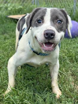 Winter -  Pit Bull Terrier Dog for Adoption in Anderson, Indiana - Winter | PetCurious