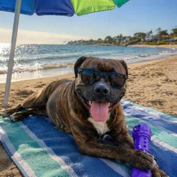 Bullmastiff Dogs Available for Adoption in Palm Harbor, Florida - Whisper | PetCurious
