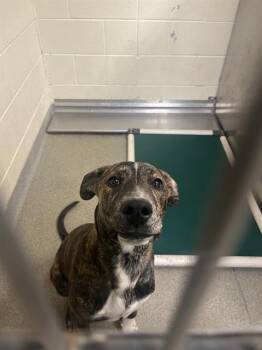 Pit Bull Terrier Dogs Available for Adoption in West Valley City, Utah - CYRUS BYRUS | PetCurious