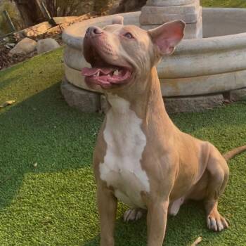 Pit Bull Terrier Dogs Available for Adoption - Finn- Loves Other Dogs And Everyone He Meets | PetCurious
