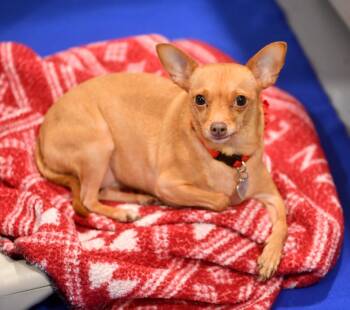 Rescue Chihuahua Dogs for Adoption in Seattle, Washington - Minerva | PetCurious