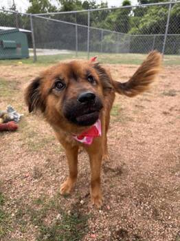 German Shepherd Dog and Mixed Breed Dogs Available for Adoption in Killeen, Texas - BROWNIE | PetCurious