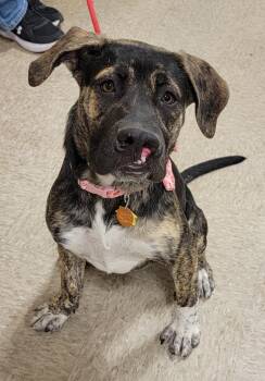 Cane Corso Dogs Available for Adoption in Sioux City, Iowa - Brandi | PetCurious