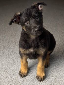 German Shepherd Dog Dogs Available for Adoption in Fredericksburg, Virginia - Tiki | PetCurious