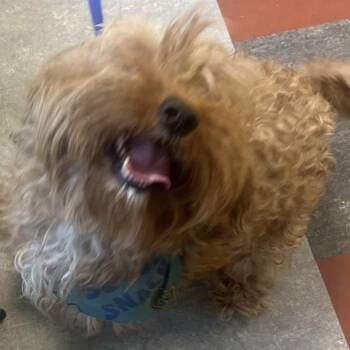 Mixed Breed Dogs Available for Adoption in Philadelphia, Pennsylvania - Sweatshirt | PetCurious