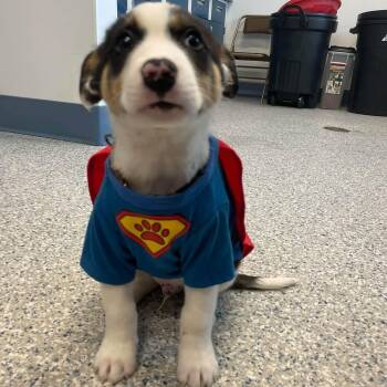 George -  Border Collie Dog for Adoption in Prineville, Oregon - George | PetCurious