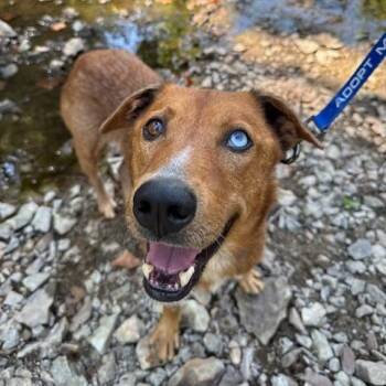 Rowan Whitethorn -  Mixed Breed Dog for Adoption in Columbia, Missouri - Rowan Whitethorn | PetCurious