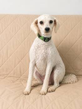 Biscuit -  Goldendoodle Dog for Adoption in Hop Bottom, Pennsylvania - Biscuit | PetCurious