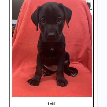 Black Labrador Retriever and Rottweiler Dogs Available for Adoption in Eastford, Connecticut - CT Loki | PetCurious