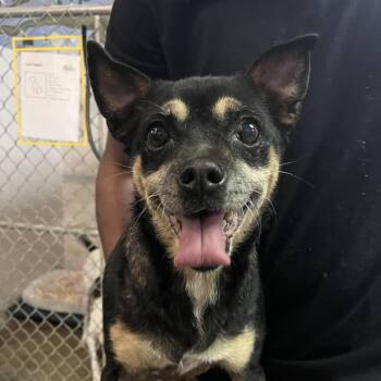 Chihuahua and Mixed Breed Dogs Available for Adoption in Lenexa, Kansas - Billie | PetCurious