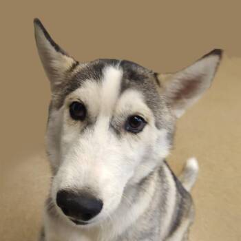 Otter -  Husky Dog for Adoption in Brenham, Texas - Otter | PetCurious