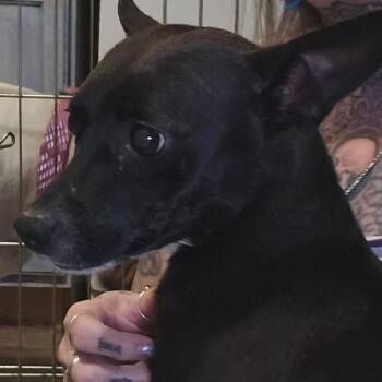 Rescue Chihuahua Dogs for Adoption in Phoenix, Arizona - Raven | PetCurious