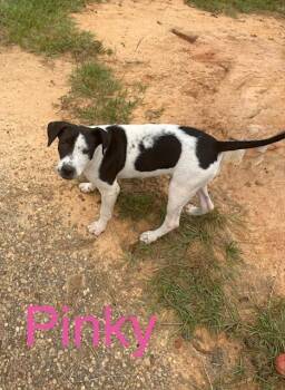Pinky -  Pointer and Mixed Breed Dog for Adoption in Zimmerman, Minnesota - Pinky | PetCurious