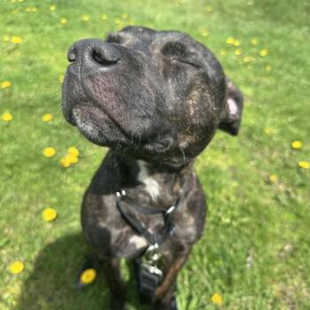 Mixed Breed Dogs Available for Adoption in Pittsburgh, Pennsylvania - Root Beer | PetCurious