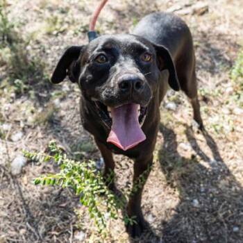 Sweetie -  Black Labrador Retriever Dog for Adoption in Yellville, Arkansas - Sweetie | PetCurious