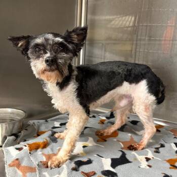 Grady -  Mixed Breed Dog for Adoption in Yuma, Arizona - Grady | PetCurious