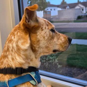 Cattle Dog and Pit Bull Terrier Dogs Available for Adoption in Nampa, Idaho - Mora | PetCurious