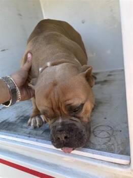 American Bulldog Dogs Available for Adoption - A650885 | PetCurious