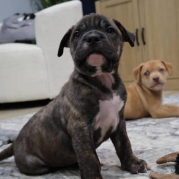 Pit Bull Terrier Dogs Available for Adoption in Avon, Ohio - Santino | PetCurious