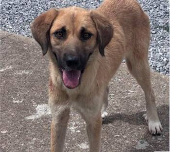 Fauna -  Great Pyrenees and Labrador Retriever Dog for Adoption in Bloomfield, Connecticut - Fauna | PetCurious