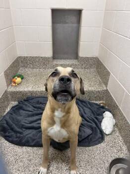 Wiggly -  Mixed Breed Dog for Adoption in Westland, Michigan - Wiggly | PetCurious