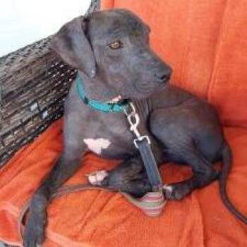 Black Labrador Retriever Dogs Available for Adoption in West Palm Beach, Florida - Bubbles | PetCurious