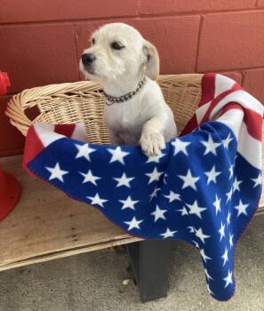 Moe -  Wirehaired Terrier Dog for Adoption in Pensacola, Florida - Moe | PetCurious