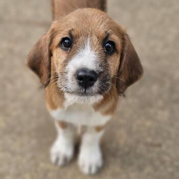 Hound and Aussiedoodle Dogs Available for Adoption in Shiloh, Illinois - Ginger | PetCurious