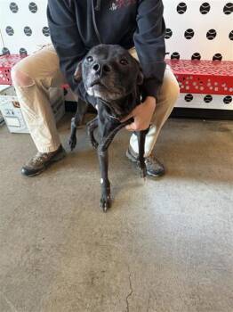 Rescue Mixed Breed Dogs for Adoption in West Chester, Pennsylvania - Morgan Fka Apple Bees | PetCurious