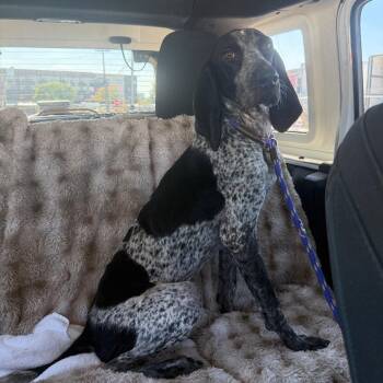 MJ -  Bluetick Coonhound Dog for Adoption in Dallas, Texas - MJ | PetCurious