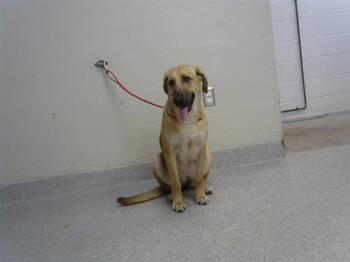 A186988 -  German Shepherd Dog and Mixed Breed Dog for Adoption in Pasadena, Texas - A186988 | PetCurious