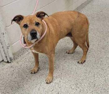 Charlie Sue -  Pit Bull Terrier and Mixed Breed Dog for Adoption in Kansas City, Missouri - Charlie Sue | PetCurious