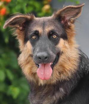 Tessa von Tensfeld -  German Shepherd Dog Dog for Adoption in Los Angeles, California - Tessa Von Tensfeld | PetCurious