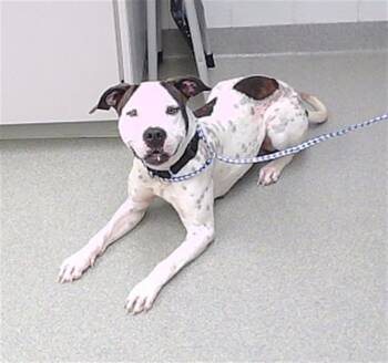 Rescue Boxer and Mixed Breed Dogs for Adoption in Omaha, Nebraska - STAR | PetCurious