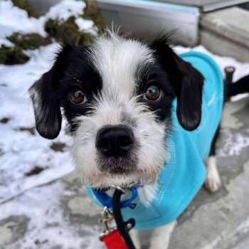 Parson Russell Terrier Dogs Available for Adoption - Quinn | PetCurious