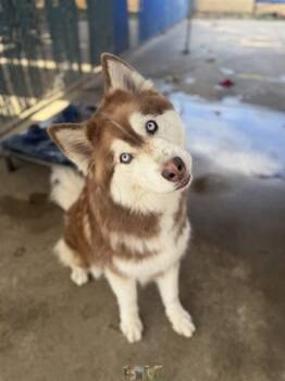 CINDER -  Siberian Husky Dog for Adoption in Chula Vista, California - CINDER | PetCurious