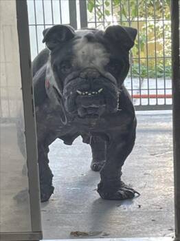 CROUTON -  English Bulldog Dog for Adoption in Tracy, California - CROUTON | PetCurious
