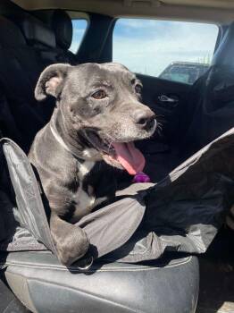 Rescue American Staffordshire Terrier Dogs for Adoption in Spring, Texas - Cookie | PetCurious